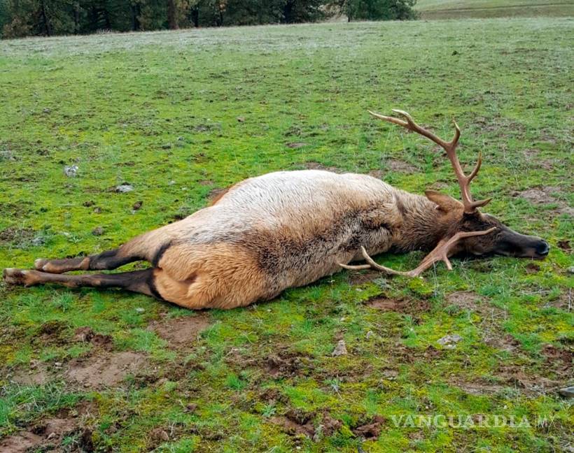 $!Red de cazadores furtivos ha matado a más de 100 animales en EU