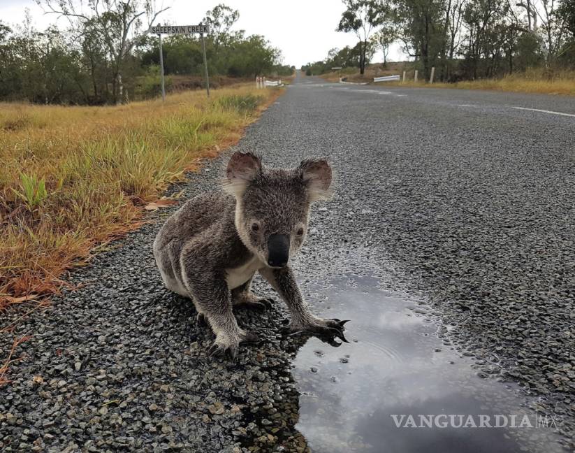 $!Peligra el koala, puede desaparecer de algunos parajes del este de Australia