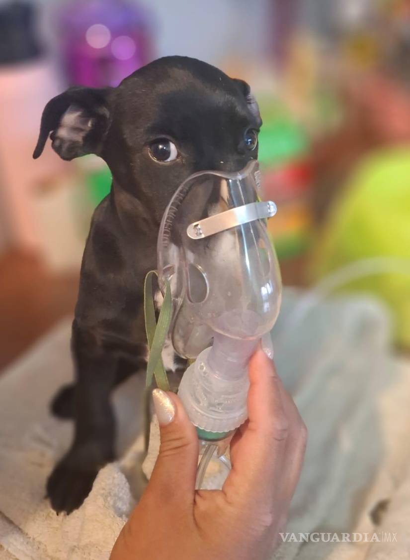 $!Vanguardia con Causa invita a la ciudadanía a participar no solo con donativos, sino también mediante la adopción, esterilización y cuidado responsable.