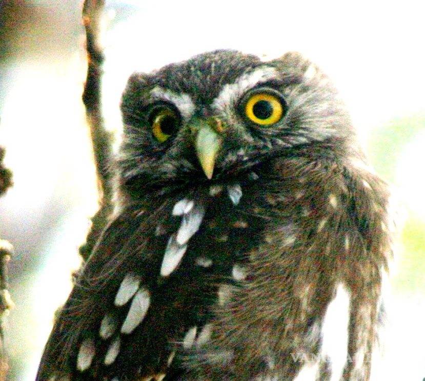 $!Prácticamente ya no existe el guacamayo de Spix, el que salió en la película Río