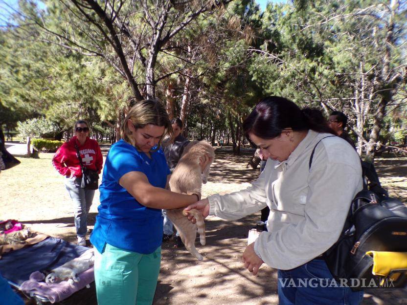 $!Rescatistas enfrentan desafíos financieros al resguardar y esterilizar animales callejeros con recursos propios.