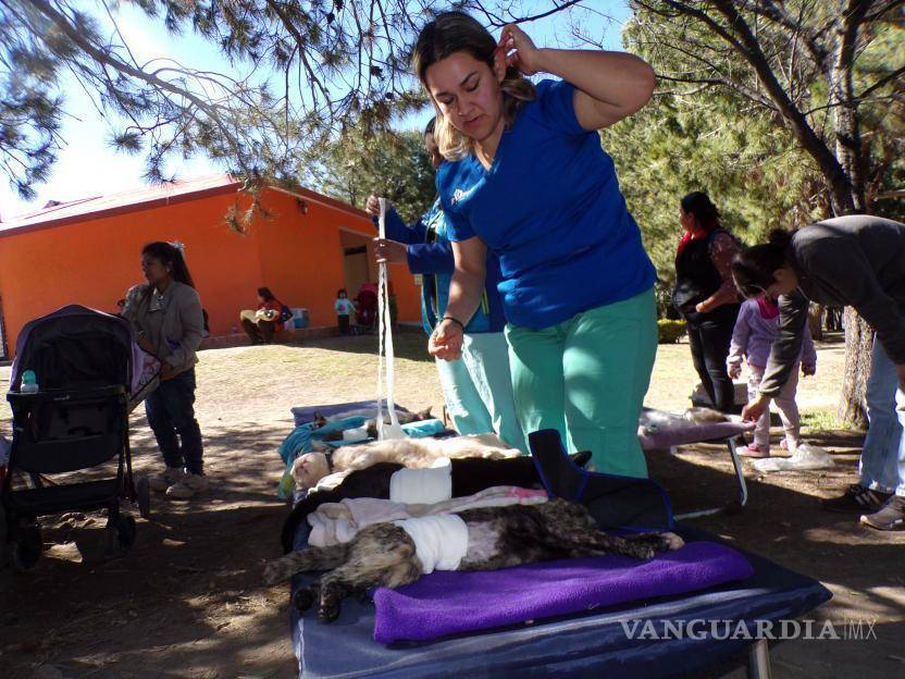 $!Hay en hogares de Saltillo 100 mil mascotas sin esterilizar, calcula asociación