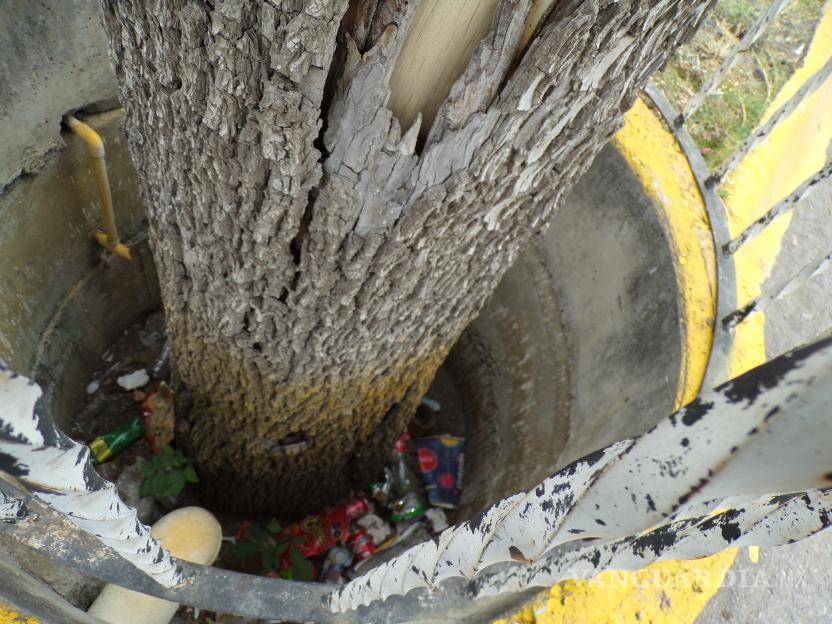 $!El abandono es lo que ha contribuido por acabar con los centenarios nogales.