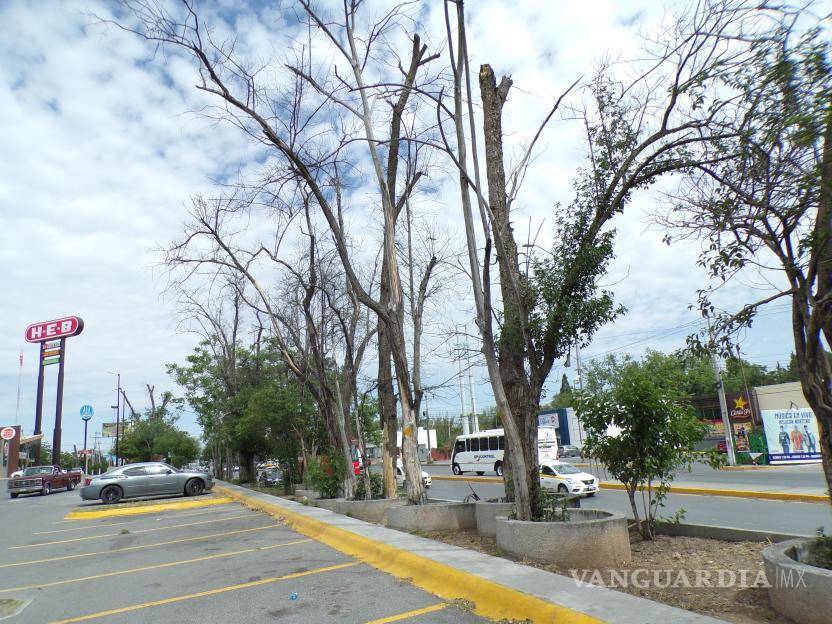 $!De donde alguna vez brotaron cientos de árboles, ahora lo que vemos son cajones de estacionamiento.
