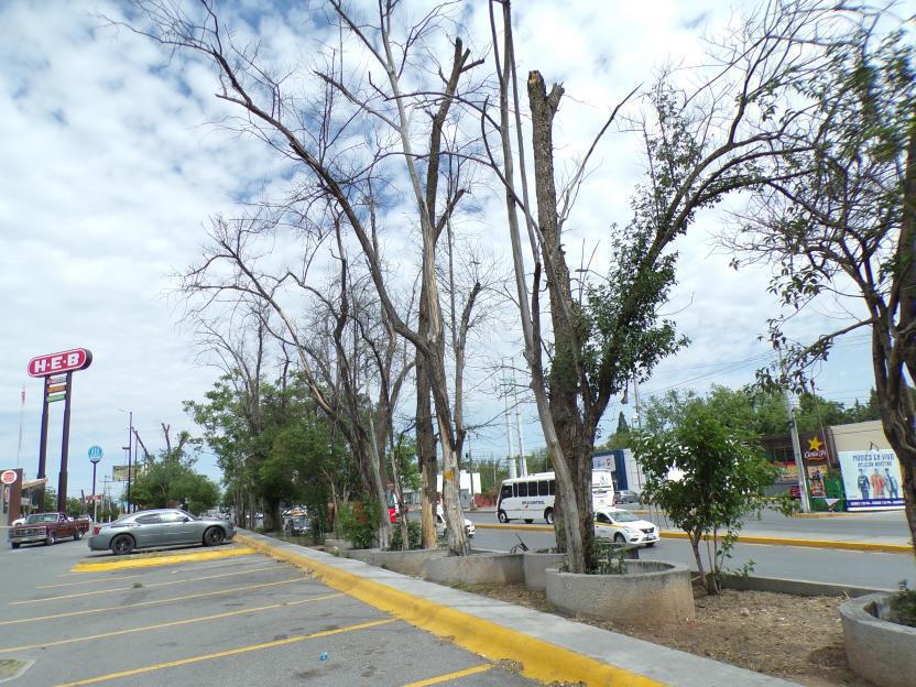 $!De donde alguna vez brotaron cientos de árboles, ahora lo que vemos son cajones de estacionamiento.