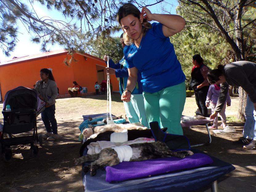$!Hay en hogares de Saltillo 100 mil mascotas sin esterilizar, calcula asociación