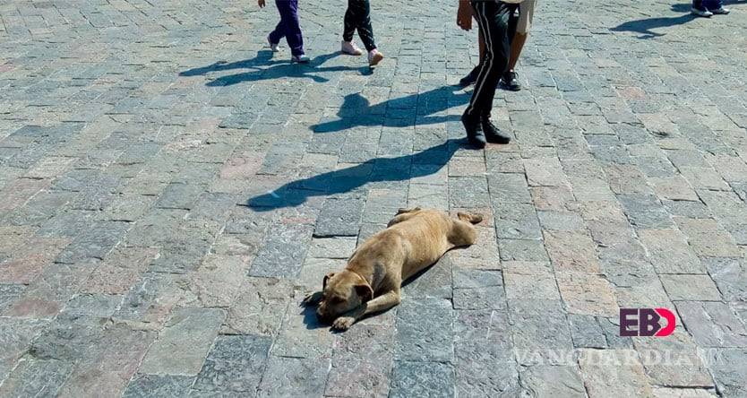 $!Peregrinos siguen abandonando perros en la Basílica