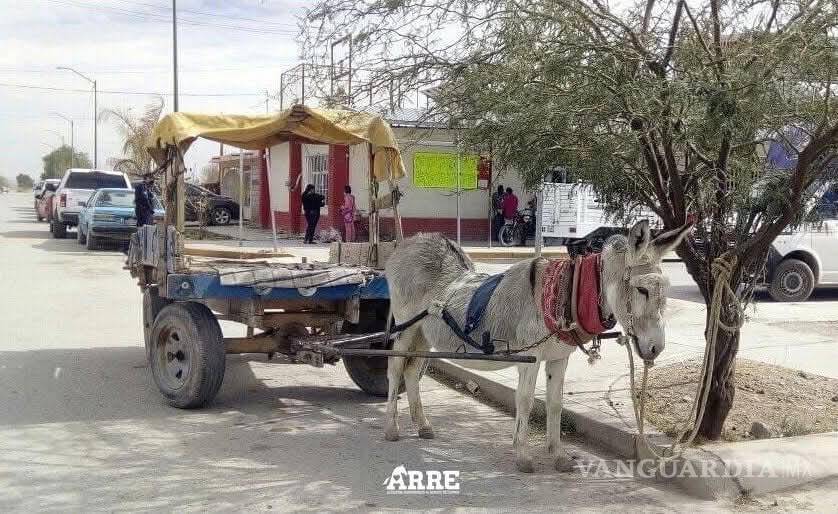 $!Activistas laguneros instan a frenar el uso de caballos y burros como medio de carga urbana.