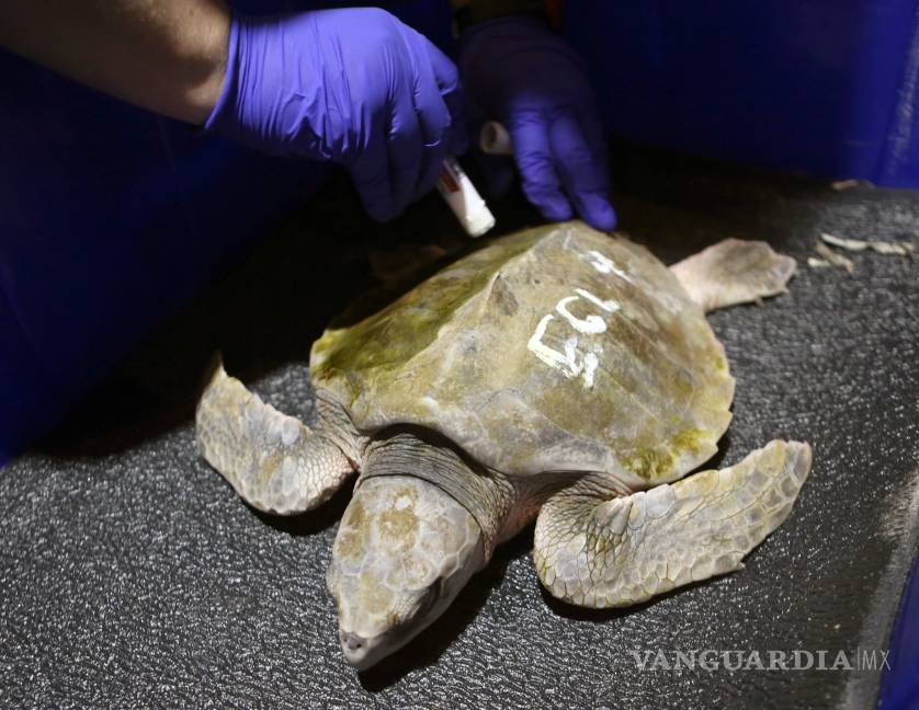 Casi mil tortugas se recuperan de la ola de frío que las congeló en Florida