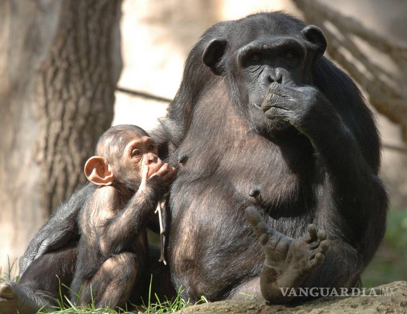 $!Jane Goodall decidió estudiar los chimpancés para intentar comprender mejor la evolución humana.