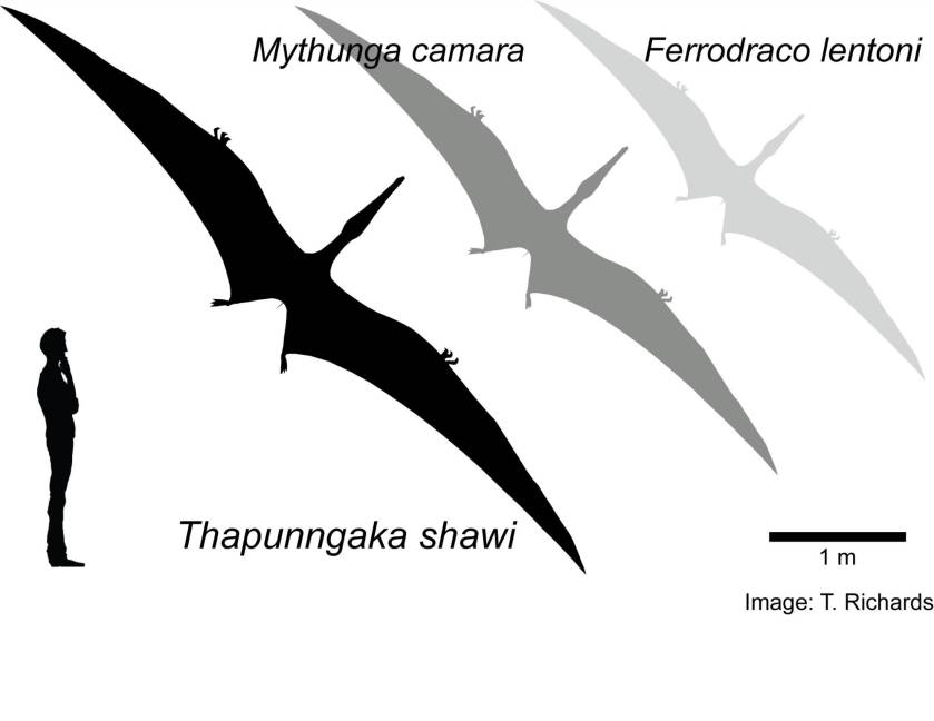 $!Contornos hipotéticos de tres pterosaurios australianos que muestran tamaños de envergadura de alas relativos, comparado con un ser humano de 1.8 metros de estatura.EFE/Tim Richards/Universidad de Queensland