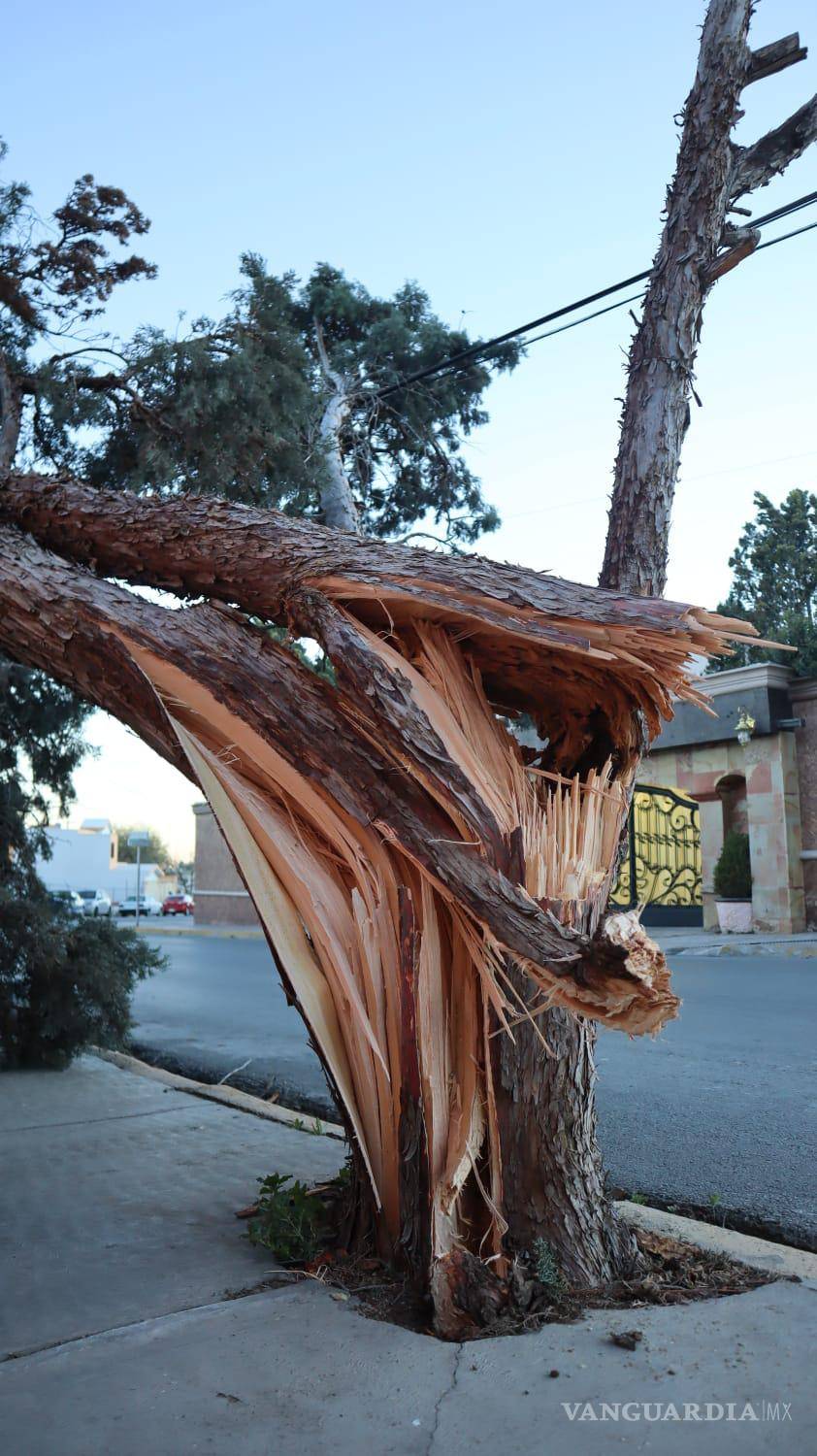 $!En la colonia Magisterio, este viejo árbol fue partido a la mitad por las rachas de viento.