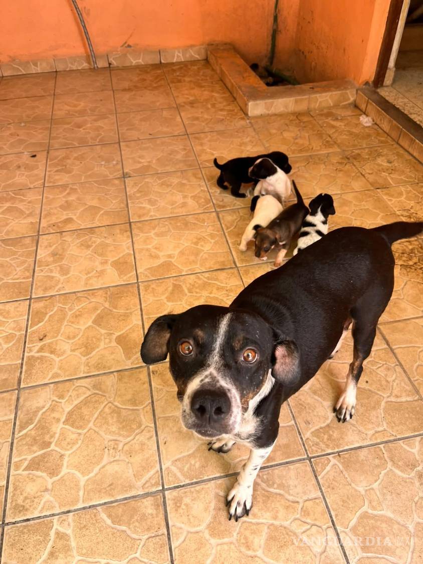 $!Cuando todos sus cachorros fueron adoptados, Jacinta duró algunos días con poco ánimo. No quería comer. Esta es una foto previa a ese momento. Los seis jugaban y se correteaban en el patio.