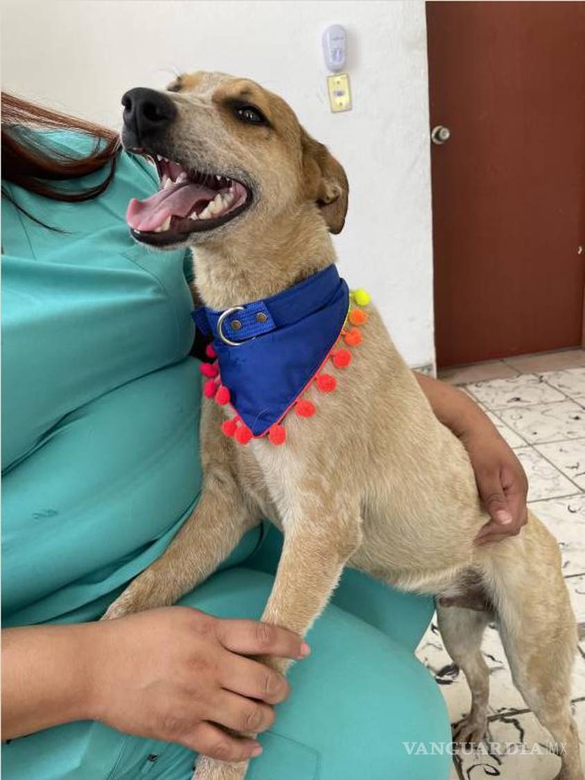 $!Marcelito es una cruza de pastoreo y requiere familias o personas que estén dispuestas a realizar actividades con él.