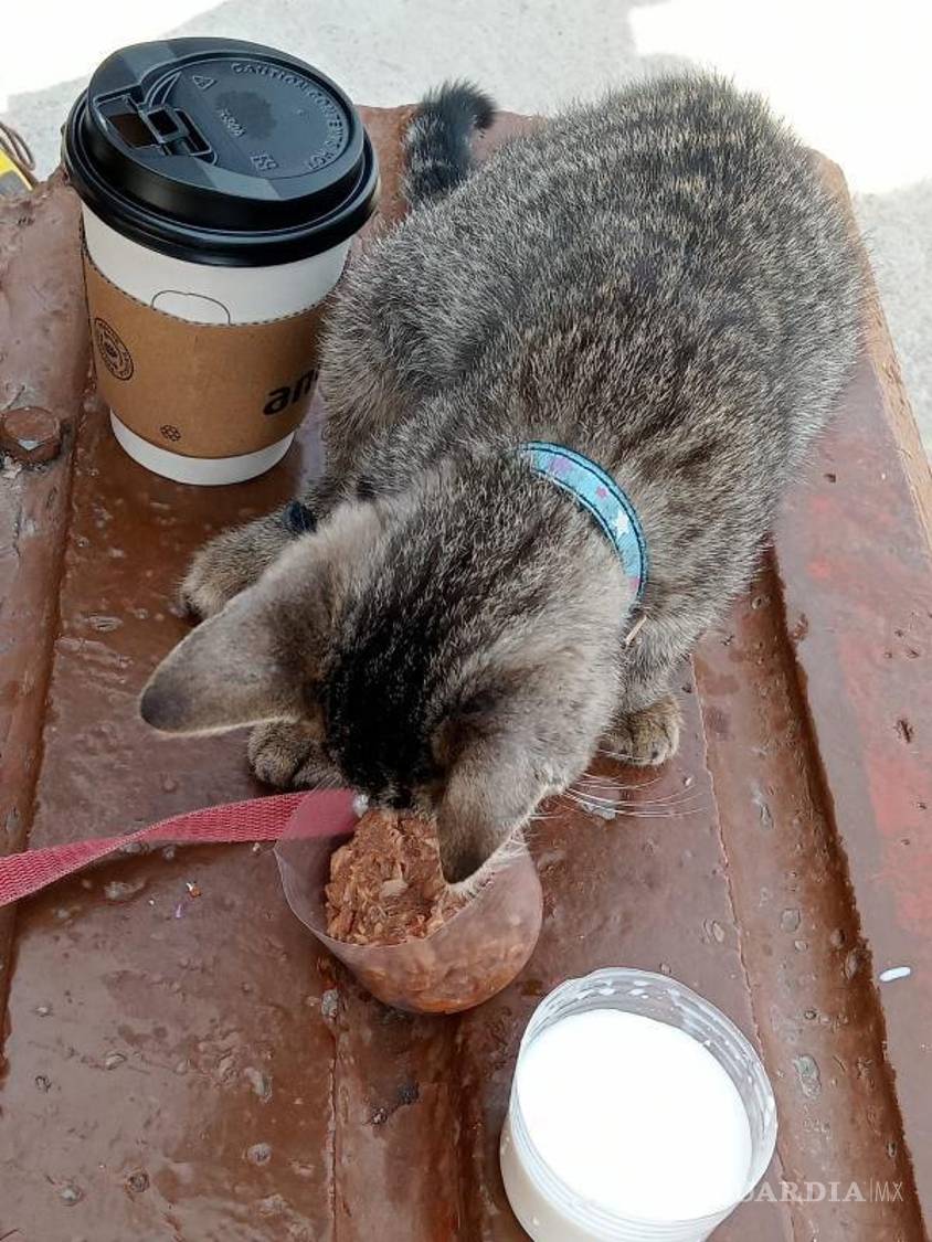 $!A Simba nunca lo abandonaron a pesar de lo que se avecinaba en el camino.
