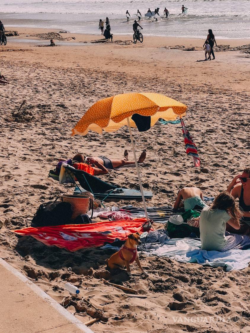 $!Los animales de compañía asumen un papel protagonista en las vacaciones familiares, consolidando un nuevo perfil de consumidor que planifica su descanso estival en torno al bienestar de su mascota. Viktoria Shevchenko (Pexels).