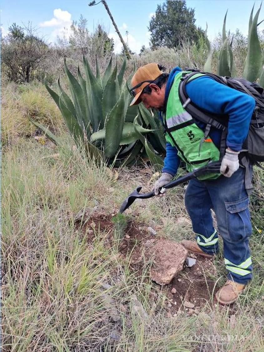 $!Voluntarios trabajaron entre la vegetación del Cañón de San Lorenzo durante la jornada de reforestación.