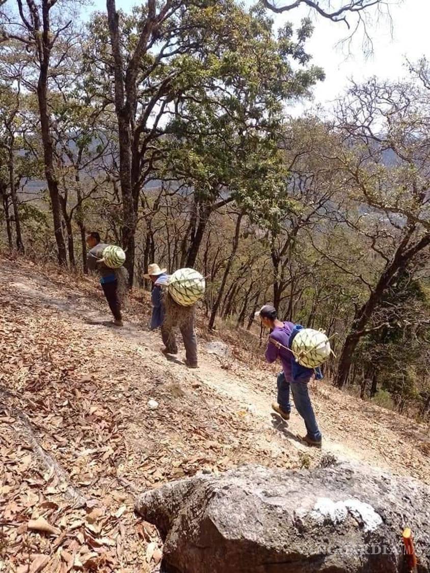 $!El transporte artesanal del agave a través de ríos y montañas refleja el esfuerzo detrás de cada botella.