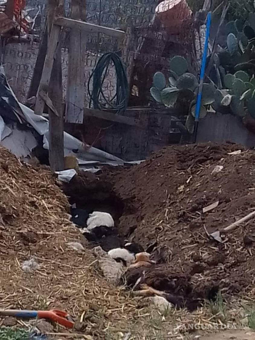 $!Un total de 14 cabezas de ganado fueron masacradas por desconocidos.