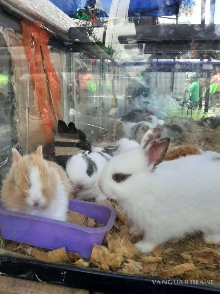 $!Los conejos normales tienen un pelaje más rebelde y menos pegado al cuerpo.