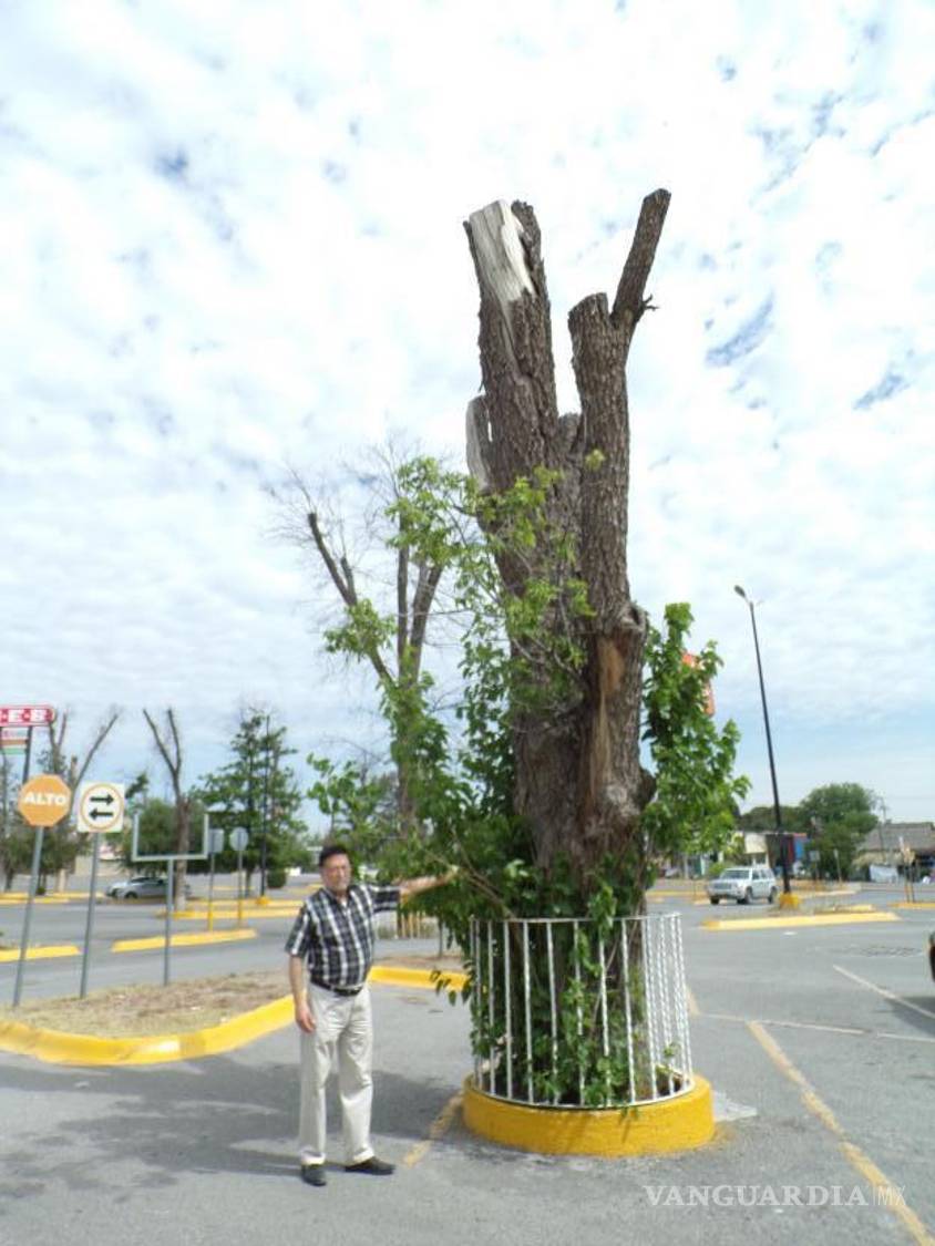 $!Para resarcir el daño, se plantaron moras y truenos.