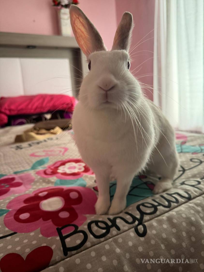 $!Un conejito que vive dentro de la casa debe tener libertad de movimiento, además puede aprende a comportarse.