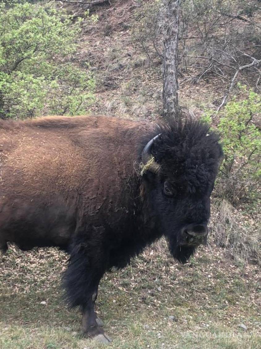 $!En un recorrido reciente, vecinos confirmaron que los bisontes lucen desnutridos y en malas condiciones.