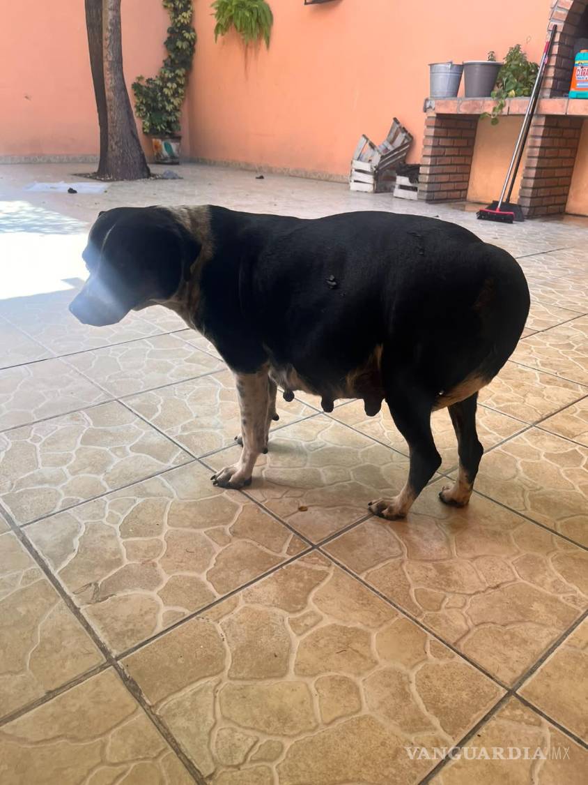 $!Jacinta fue rescatada cuando estaba embarazada. En su cuerpo cargaba a sus cachorros y también las señales de una vida marcada por el abandono.
