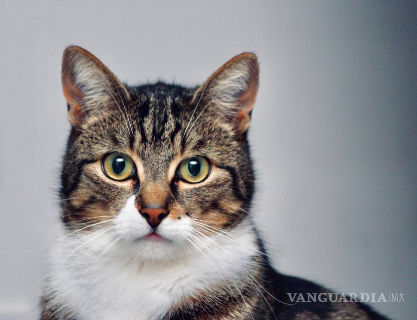 $!Los científicos y los propietarios de gatos sospechan de la comida para gatos.