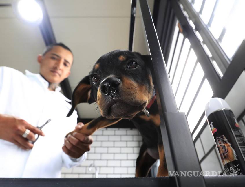 $!Un cachorro canino es atendido por un veterinario en un hotel para perros y gatos inaugurado en la Ciudad de México (México).