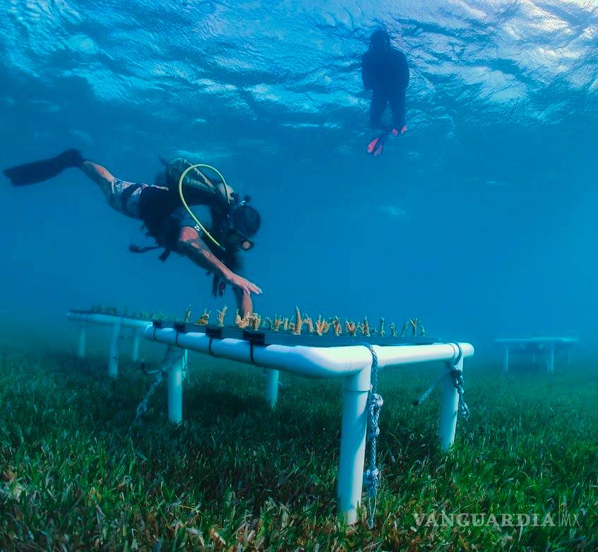 $!Proteus, la versión submarina de la Estación Espacial Internacional en el mar Caribe