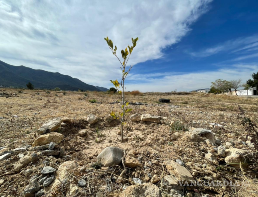 $!Habitantes del sector riegan árboles tres veces por semana para preservar las áreas verdes del Parque Bicentenario.