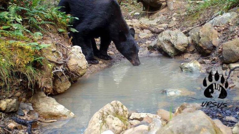 $!Con el avance de la mancha urbana, el hábitat del oso negro es invadida. Especialistas llaman a definir medidas preventivas para evitar ataques.
