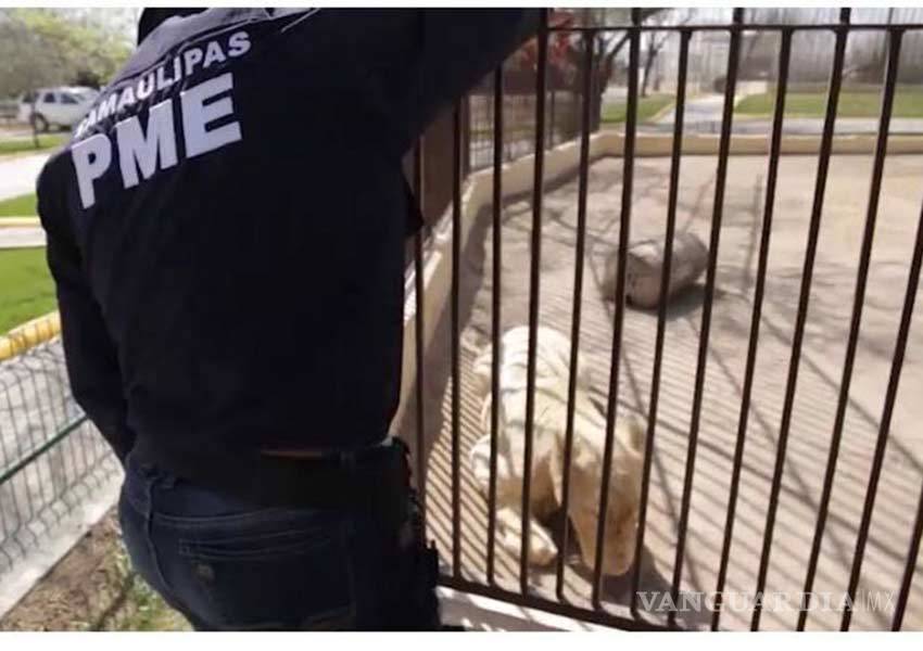 $!Catean zoológico en Reynosa, encuentran un mono muerto y droga