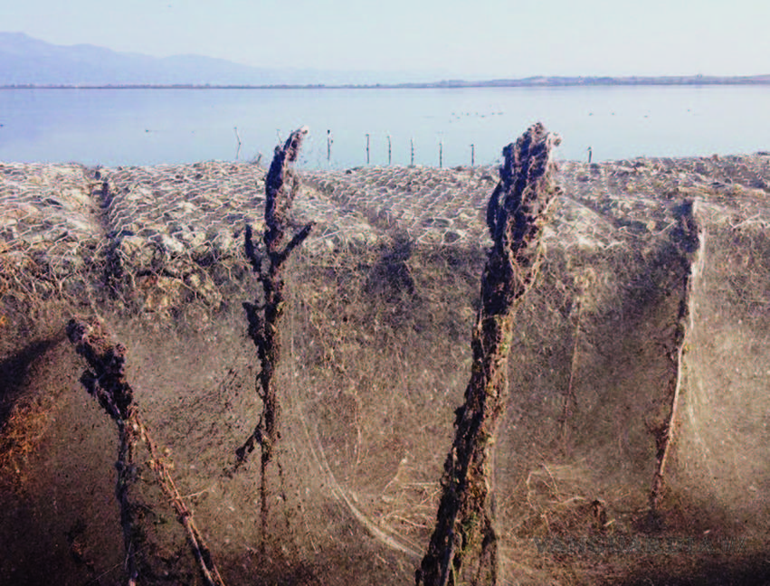$!Una telaraña gigante cubre 10 mil metros cuadrados en una playa de Grecia