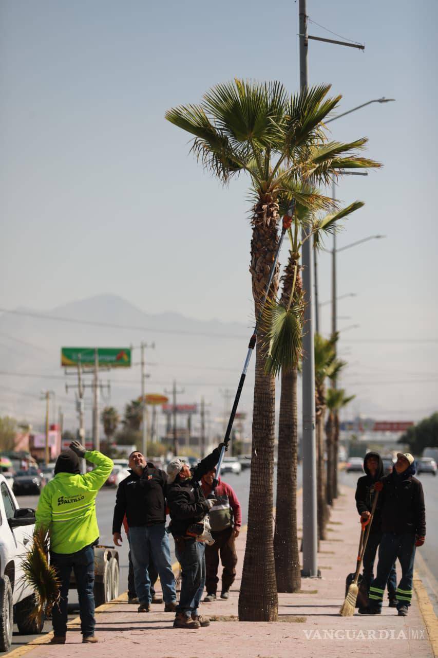 $!En el periférico Luis Echeverría Álvarez se llevó a cabo la poda de palmeras Washingtonia para reducir riesgos a peatones y automovilistas.