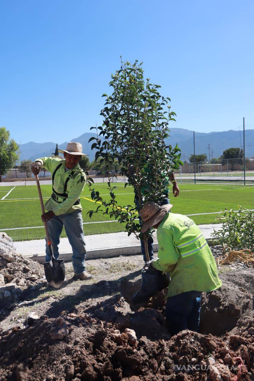 $!Las jornadas de reforestación se han realizado en colonias, barrios y principales bulevares de la capital coahuilense, con la participación de la sociedad.