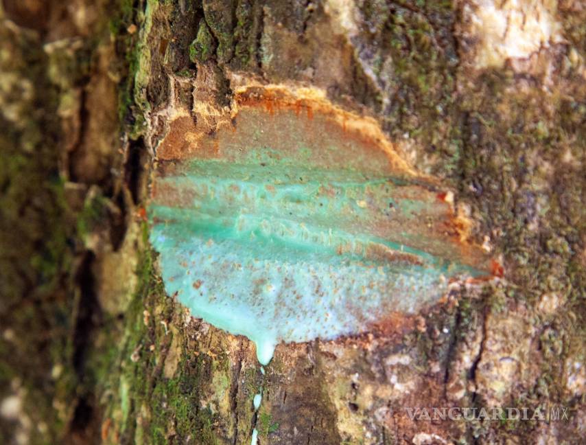 $!Tejido de un árbol rico en metal, lo que le da una coloración verde claro. EFE/ Antony van der Ent/UQ