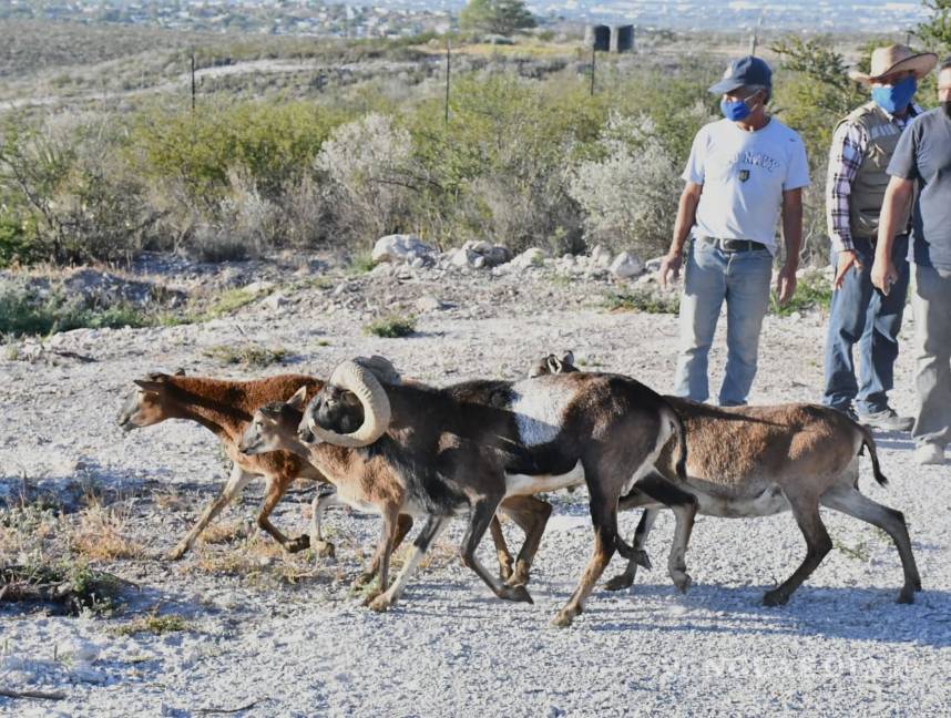 $!Llegan borregos cimarrón y venados al Ecoparque de Monclova