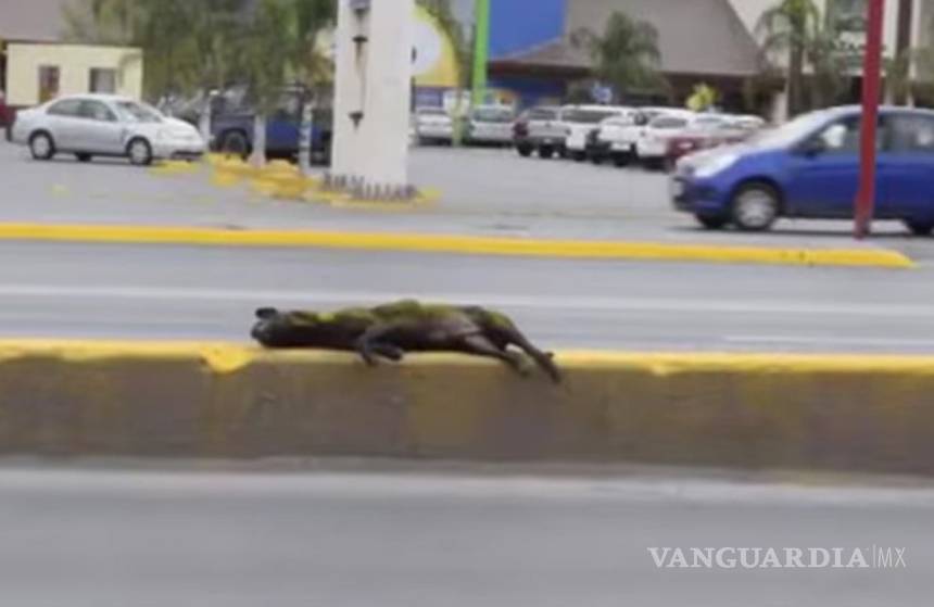 $!Pintan camellón en NL con todo y perro muerto