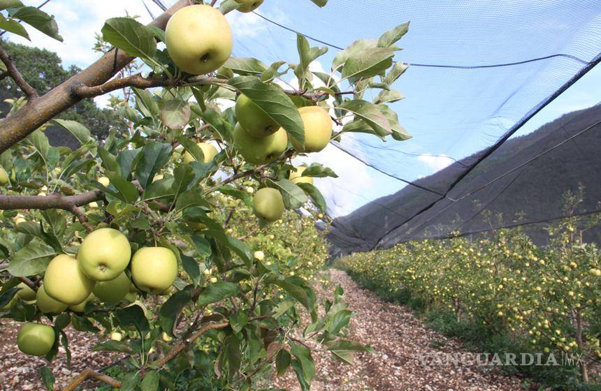 Beneficia nevada a los manzaneros