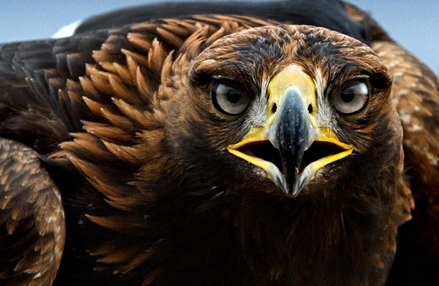 Águila Real, símbolo nacional, en peligro de extinción