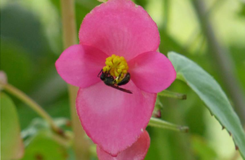 Begonias engañosas