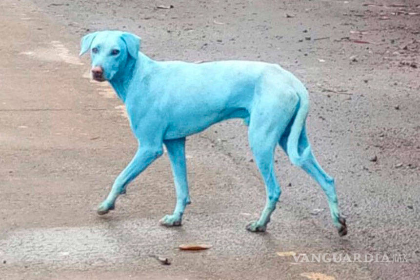 $!La verdad de los perros azules de la India