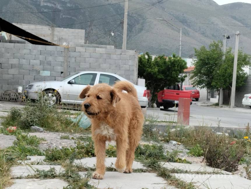 $!Se pudo observar que muchas calles permanecen descuidadas y abundan los perros callejeros.