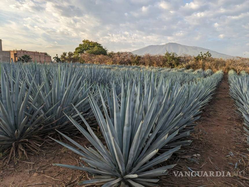 $!El agave, la planta base del tequila, contiene compuestos que podrían ayudar a reducir los niveles de colesterol malo (LDL).