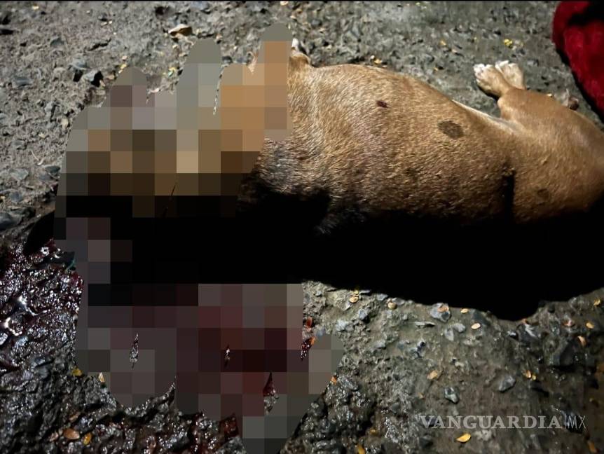 Identifican a policía que dio muerte al perrito ‘Choco’, en Nuevo León