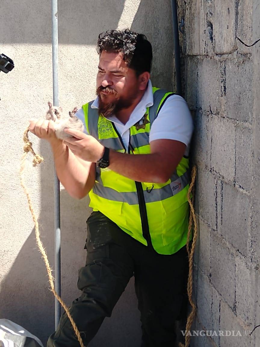 $!Invaden animales silvestres zona urbana de Saltillo