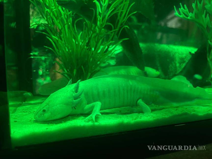 ¿Listo para la aventura? Conoce Sealand, el primer acuario interactivo en Monterrey