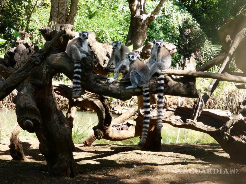 $!Los lémures son emblema característico de Madagascar.